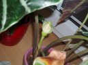 Алоказия (арум) (Alocasia) / Комнатные растения и цветы / Нецветущие растения