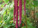 Амарантус (щирица) (Amaranthus) / Комнатные растения и цветы / Цветущие растения