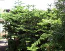 Фотографии к статье: Араукария (комнатная ель) (Araucaria)