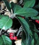 Фотографии к статье: Ардизия (Ardisia)