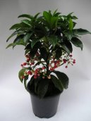 Фотографии к статье: Ардизия (Ardisia)