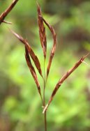 Арундинария (Arundinaria) / Комнатные растения и цветы / Многолетние