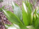 Фотографии к статье: Аспидистра (Aspidistra)