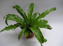 Асплениум (листовник) сколопендровый (Asplenium scolopendrium) / Комнатные растения и цветы / Папоротники