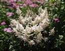 Фотографии к статье: Астильба Арендса (Astilbe arendsii)