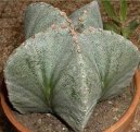 Астрофитум (Astrophytum) / Комнатные растения и цветы / Цветущие растения