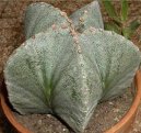 Астрофитум (Astrophytum) / Комнатные растения и цветы