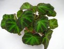Бегония (Begonia) / Комнатные растения и цветы / С красивыми листьями