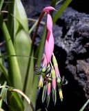 Бильбергия (Billbergia) / Комнатные растения и цветы