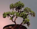 Бонсай (Bonsai) / Комнатные растения и цветы / Бонсаи