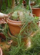 Бовиэя вьющаяся (Bowiea volubilis) / Комнатные растения и цветы / Многолетние