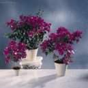 Фотографии к статье: Бугенвиллия голая (Bougainvillea glabra)