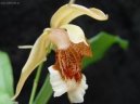 Целогина (Coelogyne) / Комнатные растения и цветы / Орхидеи