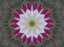 Фотографии к статье: Цереус (Cereus)