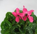 Цикламен, дряква (Cyclamen) / Комнатные растения и цветы / Цветущие растения