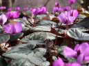 Фотографии к статье: Цикламен, дряква (Cyclamen)