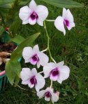 Дендробиум (Dendrobium aphrodite) / Комнатные растения и цветы / Цветущие растения