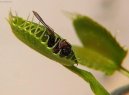 Дионея мухоловная (венерина мухоловка) (Dionea muscipula) / Комнатные растения и цветы / Хищные насекомоядные растения