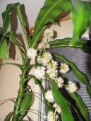 Драцена канарская, драконовое дерево (Dracaena) / Комнатные растения и цветы / Кустовые