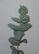 Эвкалипт (Eucalyptus globulus) / Комнатные растения и цветы / Деревца