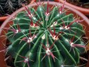 Ферокактус широкоиглый (Ferocactus latispinus) / Комнатные растения и цветы