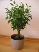 Фотографии к статье: Фикус Бенджамина (Ficus benjamina)