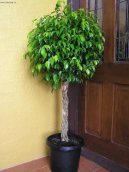 Фотографии к статье: Фикус Бенджамина (Ficus benjamina)