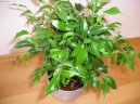 Фотографии к статье: Фикус Бенджамина (Ficus benjamina)