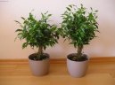 Фотографии к статье: Фикус Бенджамина (Ficus benjamina)