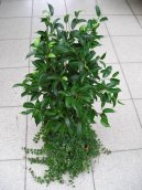 Фотографии к статье: Фикус Бенджамина (Ficus benjamina)