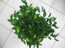 Фикус Бенджамина (Ficus benjamina) / Комнатные растения и цветы