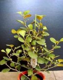 Фотографии к статье: Фикус дельтовидный (Ficus deltoidea)