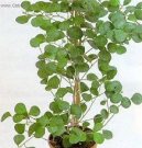 Фикус дельтовидный (Ficus deltoidea) / Комнатные растения и цветы / Нецветущие растения