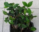 Фикус (Ficus) / Комнатные растения и цветы