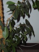 Фикус лировидный (Ficus lyrata) / Комнатные растения и цветы / Фикусы