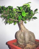 Фикус притупленный (Ficus Retusa) / Комнатные растения и цветы