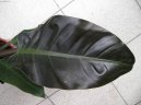 Филодендрон лазящий (Philodendron scandens) / Комнатные растения и цветы / Многолетние