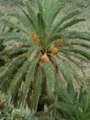 Фотографии к статье: Финик канарский (Phoenix canariensis)