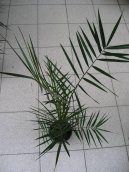 Финик канарский (Phoenix canariensis) / Комнатные растения и цветы / Съедобные растения