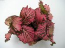 Фиттония (Fittonia) / Комнатные растения и цветы