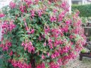 Фотографии к статье: Фуксия (Fuchsia)