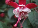 Фотографии к статье: Фуксия (Fuchsia)