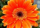 Фотографии к статье: Гербера Джемсона (Gerbera jamesonii)