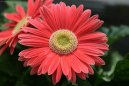 Фотографии к статье: Гербера Джемсона (Gerbera jamesonii)