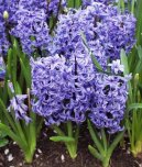 Гиацинт восточный (Hyacinthus  orientalis) / Комнатные растения и цветы / Цветущие растения