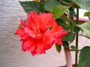 Фотографии к статье: Гибискус китайский (Китайская роза) (Hibiscus rosa-sinensis)