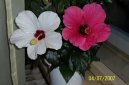 Гибискус китайский (Китайская роза) (Hibiscus rosa-sinensis) / Комнатные растения и цветы / Кустовые