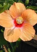 Фотографии к статье: Гибискус китайский (Китайская роза) (Hibiscus rosa-sinensis)