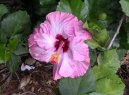Фотографии к статье: Гибискус китайский (Китайская роза) (Hibiscus rosa-sinensis)