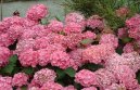 Гидрангея (Гортензия) (Hydrangea) / Комнатные растения и цветы / Цветущие растения